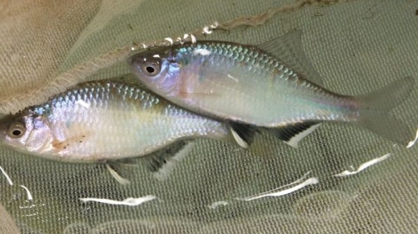 画像1: シロヒレタビラ (1)