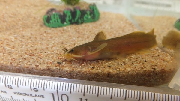 画像1: アカザ (1)