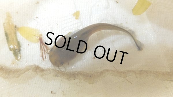 画像1: ナマズ (1)