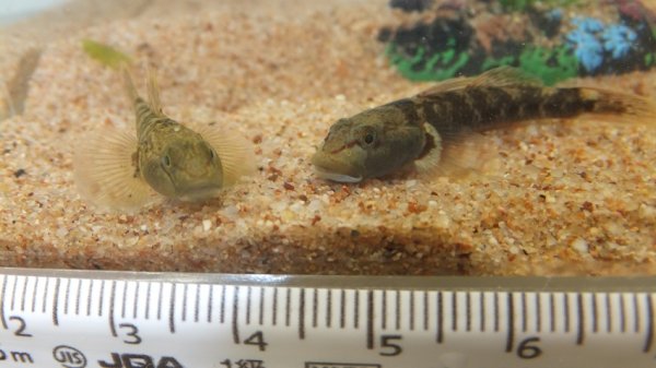 画像1: ヨシノボリ (1)