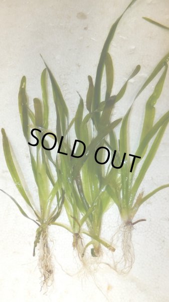 画像1: セキショウモ (1)