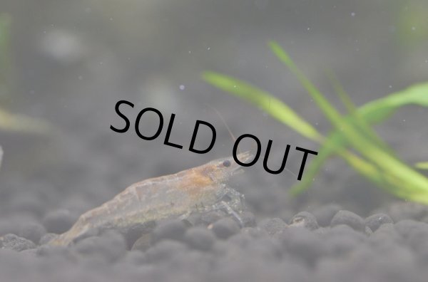 画像1: ミナミヌマエビ (1)