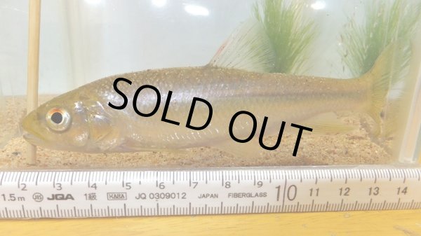 画像1: カワムツ (1)