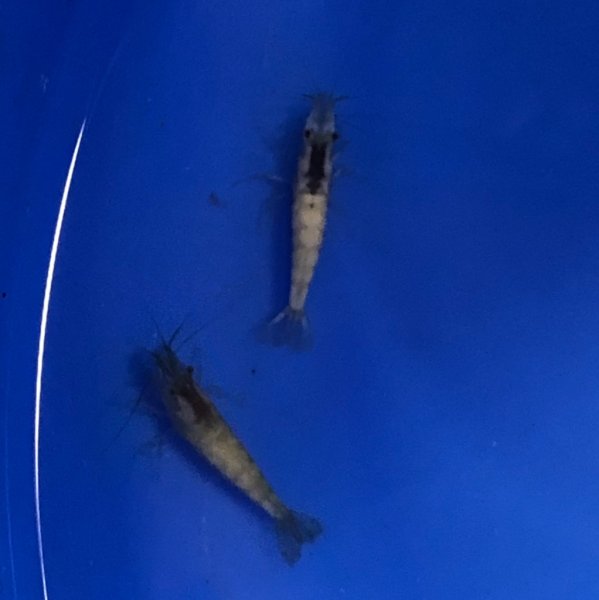 画像1: ミナミヌマエビ(ホワイト） (1)