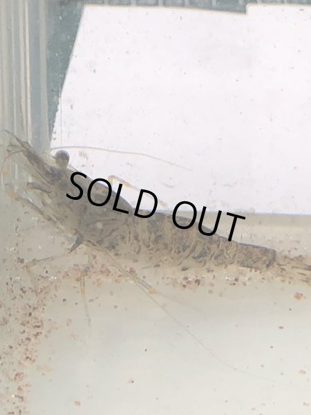 画像2: スジエビ(ホワイト) (2)