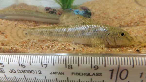 画像1: ツチフキ (1)