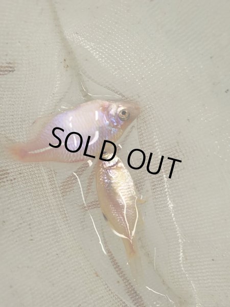 画像2: タイリクバラタナゴ(イエロー個体） (2)