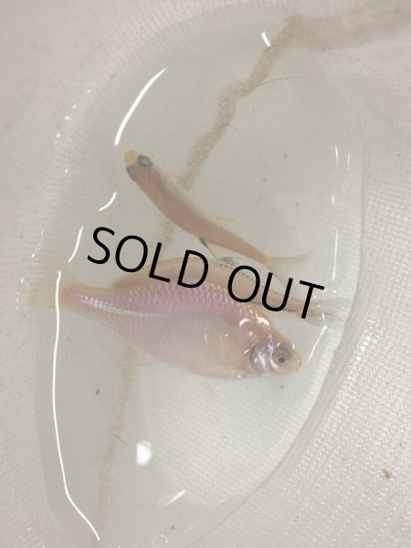 画像3: タイリクバラタナゴ(イエロー個体） (3)