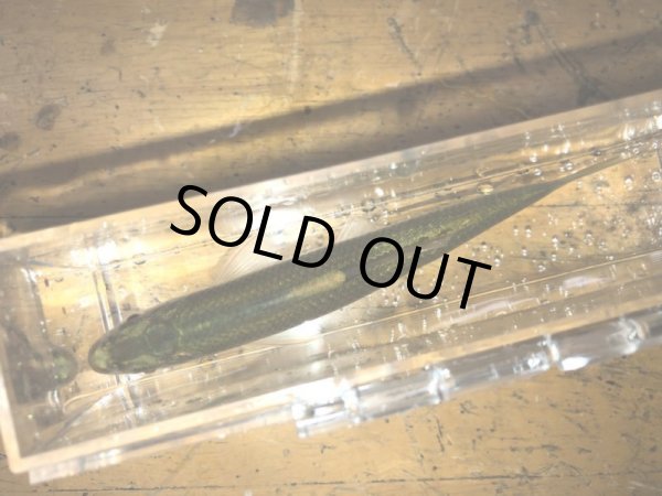 画像3: オイムツ (3)