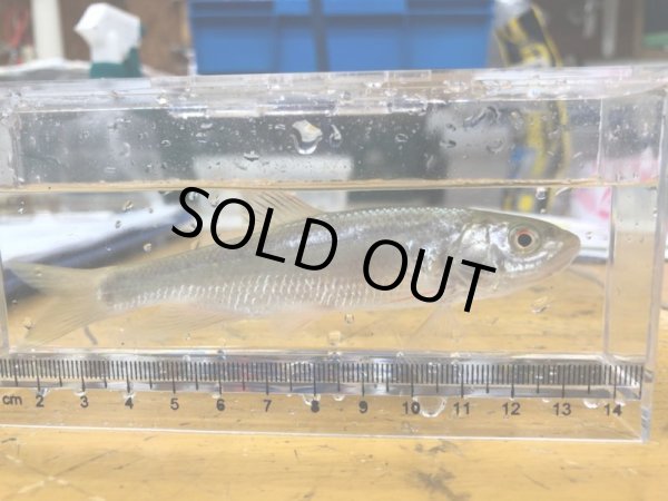 画像2: オイムツ (2)