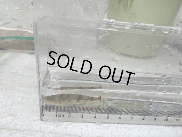 画像2: カジカ(中卵生) (2)