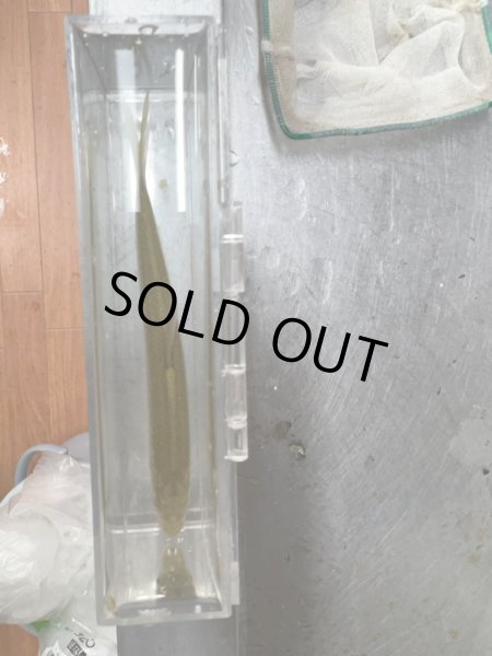 画像2: ボウズハゼ (2)