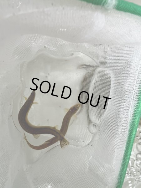 画像3: アジメドジョウ (3)