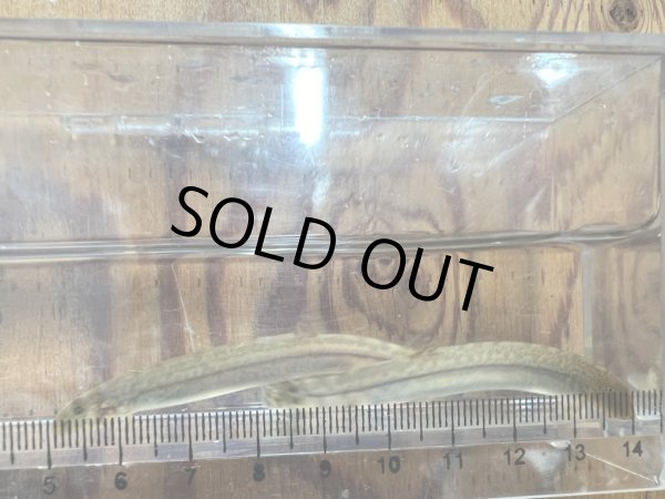 画像2: アジメドジョウ (2)