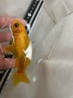 画像3: レモンコメット　ショート　透明鱗13ｃｍ (3)