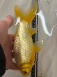 画像2: レモンコメット　ショート　22ｃｍ (2)