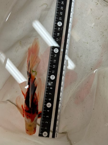 画像1: ブリストル朱文金　17ｃｍ (1)