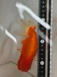 画像1: らんちゅう　13ｃｍ (1)