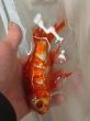 画像1: 朱文金　赤　18ｃｍ (1)