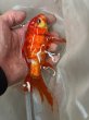 画像3: 朱文金　赤　18ｃｍ (3)