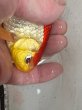 画像6: コメット　20ｃｍ　赤 (6)