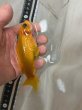 画像2: レモンコメット　ショート　透明鱗13ｃｍ (2)