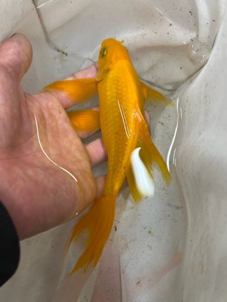 画像1: レモンコメット　ロング　20ｃｍ (1)