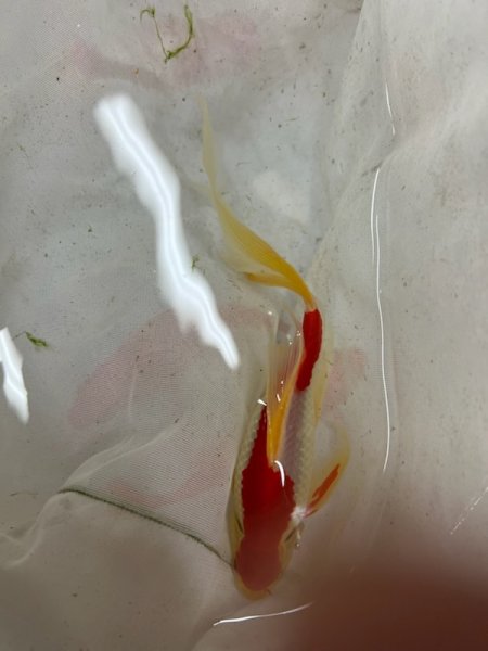 画像1: コメット　20ｃｍ　赤 (1)