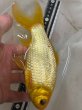 画像3: レモンコメット　ショート　22ｃｍ (3)