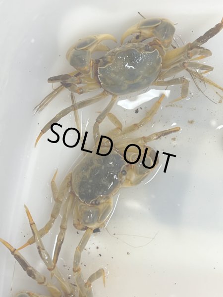 画像1: アシハラガニ (1)