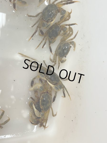 画像2: アシハラガニ (2)