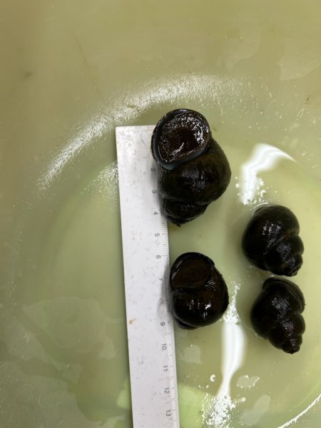 画像2: マルタニシ (2)