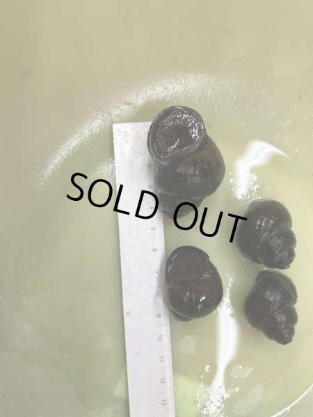 画像2: マルタニシ (2)