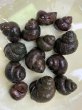 画像1: マルタニシ (1)