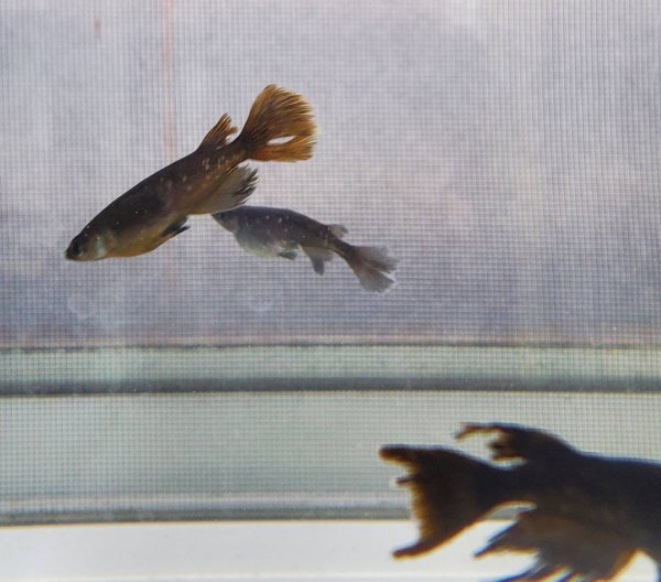 画像3: ブラックオニキス (3)