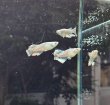 画像1: アリマージュリアルワイルドフィン (1)