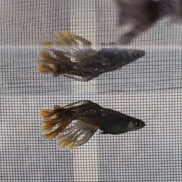 画像2: ブラックオニキス (2)