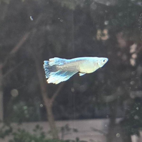 画像2: アリマージュリアルワイルドフィン (2)