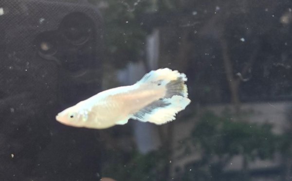 画像3: アリマージュリアルワイルドフィン (3)