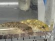 画像1: ゴクラクハゼ（黄変個体） (1)