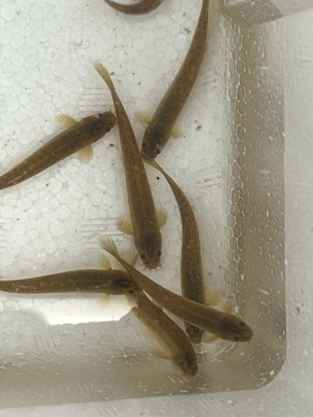 画像2: ホトケドジョウ (2)