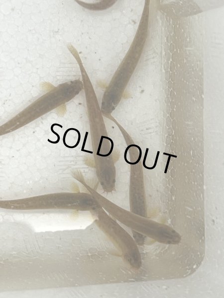 画像2: ホトケドジョウ (2)