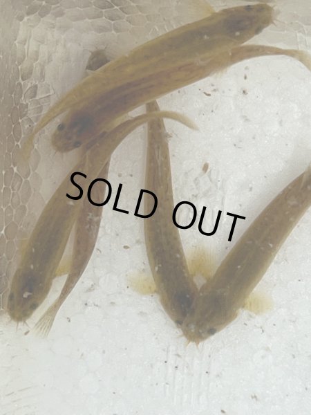 画像1: ホトケドジョウ (1)