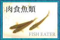 肉食魚類